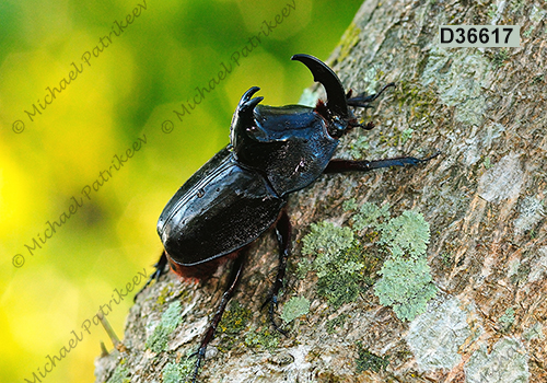 Black Pan Beetle (Enema pan)